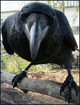 Clever Ravens
