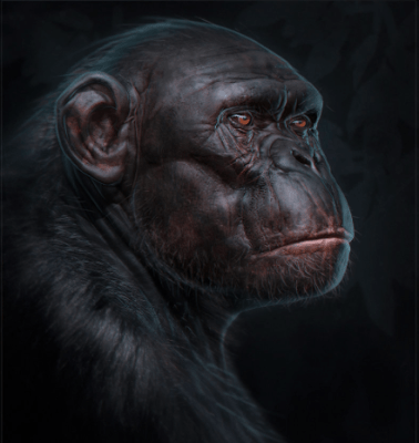 Non Human Rights
