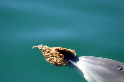 Smart Animals using Complex Tools