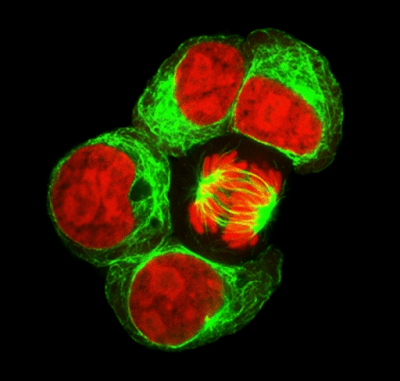 Substrate for Blood Music &#8211; Advanced Computation within Cells