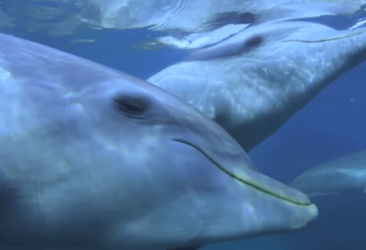 Teenage Dolphins Get High on Puffer Fish Toxin